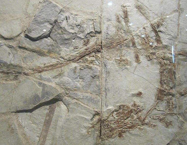 File:Dromaeosaur.jpg