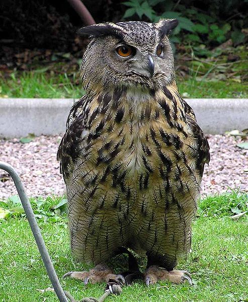 File:Eagle.owl.arp.750pix.jpg