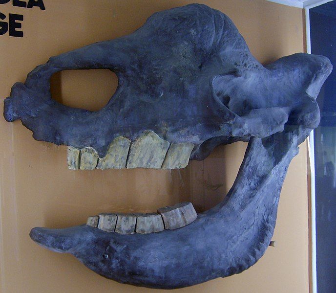 File:Elasmotherium sibiricum skull.jpg