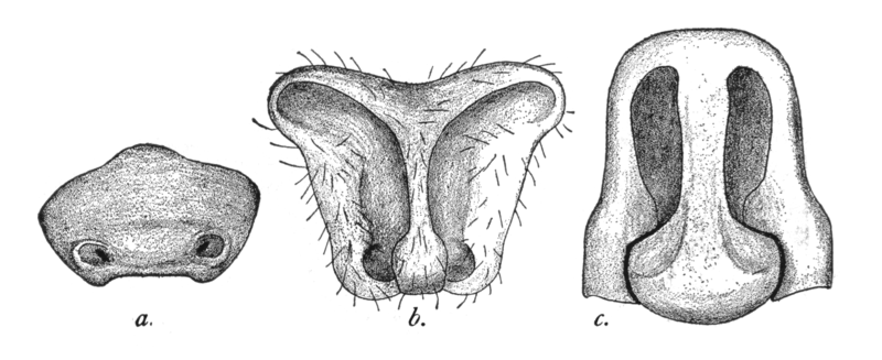 File:Epigynes1.png