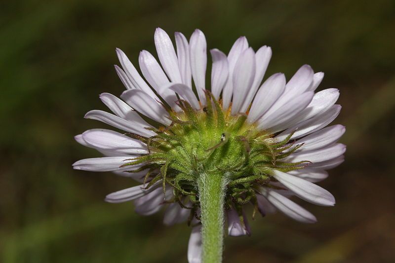 File:Erigeron peregrinus 6287.JPG