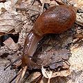 Euglandina rosea from NW Florida.