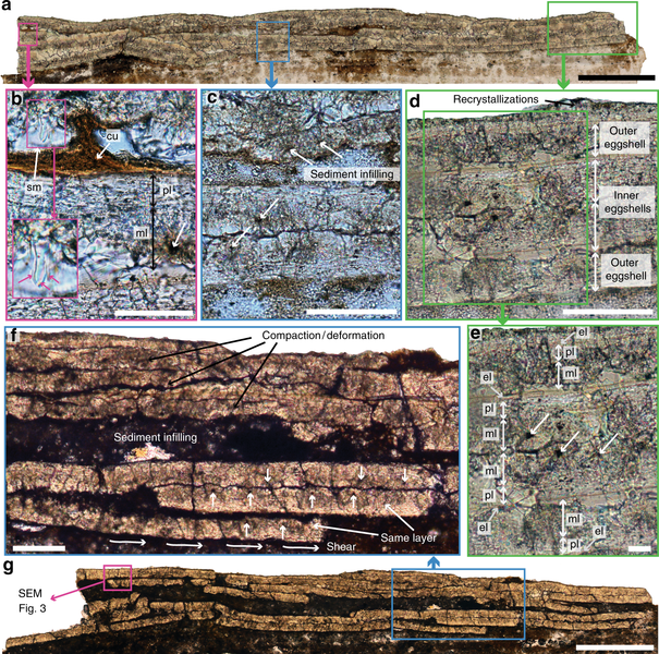 File:Fossil-AvimaiaSchweitzerae-EggShell.png