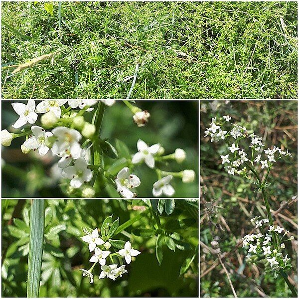 File:Galium parisiense.jpg