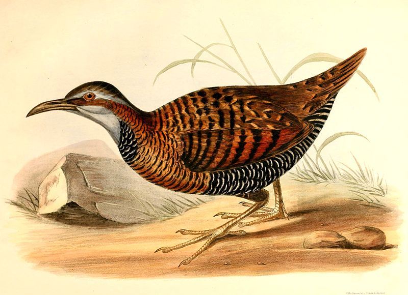 File:Gallirallus dieffenbachii Hullmandel.jpg