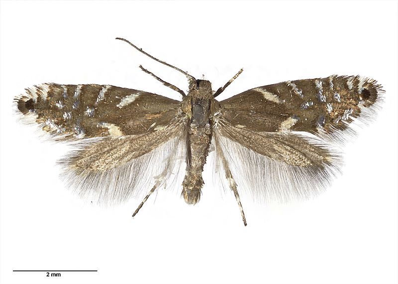 File:Glyphipterix scintilla.jpg