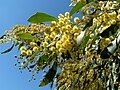 Image 36Golden Wattle, Australia's floral emblem and the source of Australia's national colours, green and gold (from Culture of Australia)