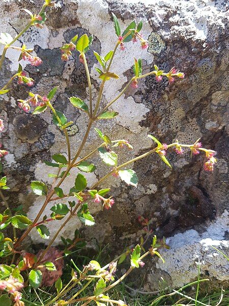 File:Gonocarpus montanus upright.jpg