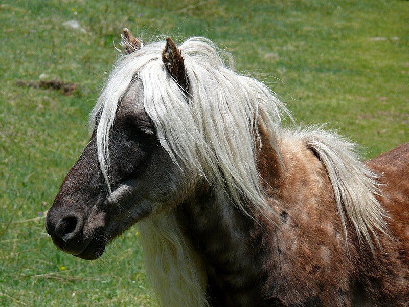 File:Grayson Highlands Ponies-27527-6.jpg