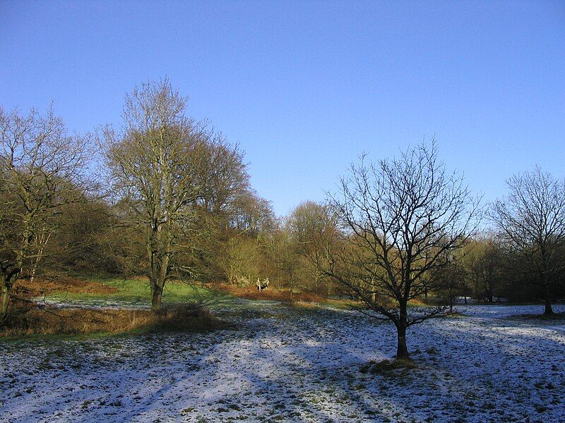 File:Great-Lodge-Bottom-at-Savernake-2005-01-23.JPG