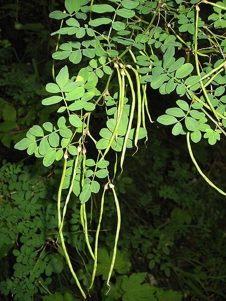 File:Hippocrepis emerus fruits.jpg