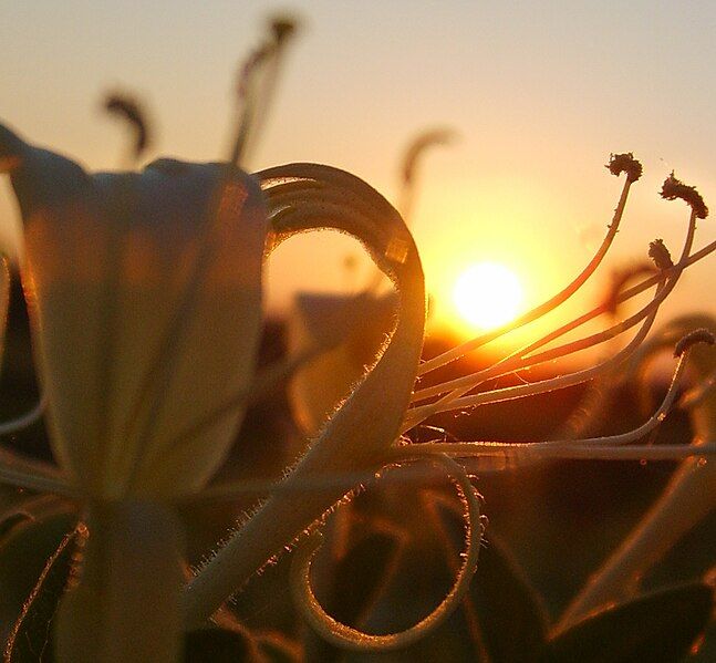 File:Honeysuckle .jpg