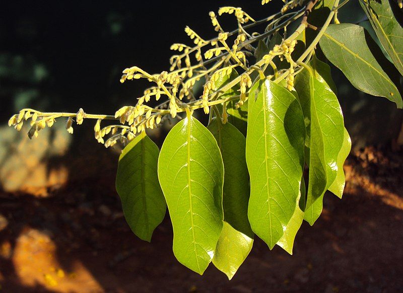 File:Hopea parviflora.jpg