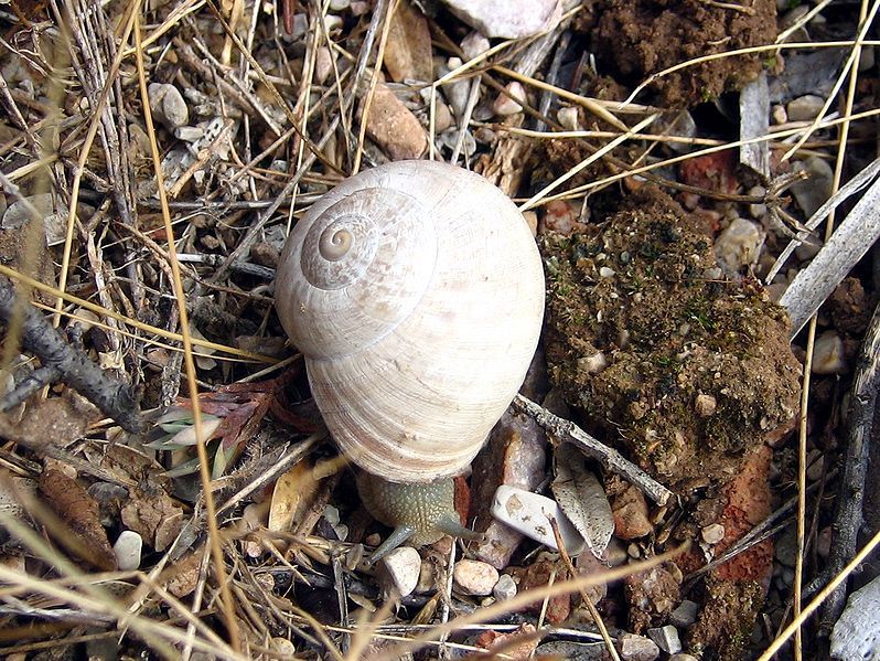 File:Iberus gualterianus alonensis3.JPG