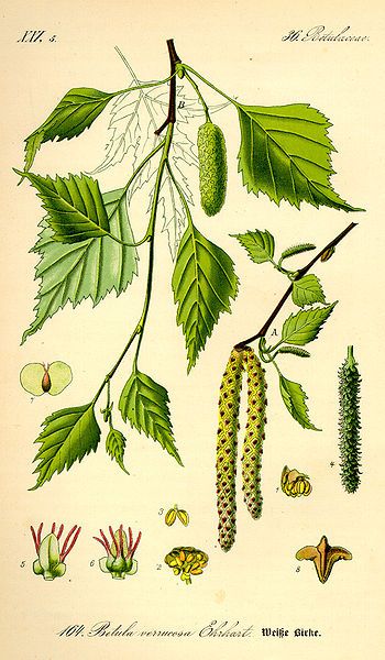 File:Illustration Betula pendula0.jpg