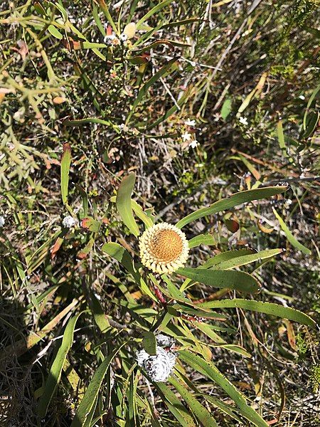 File:Isopogon longifolius.jpg