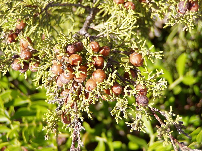 File:Juniperus phoenicea berries.jpg