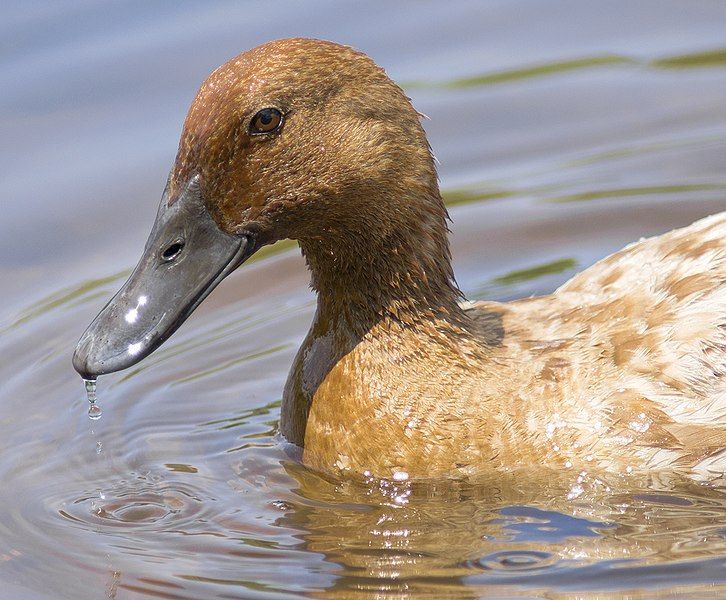 File:Khaki Campbell female.jpg