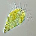 Image 28The oligotrich ciliate has been characterised as the most important herbivore in the ocean (from Marine food web)