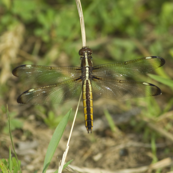 File:Libellula cyanea.png