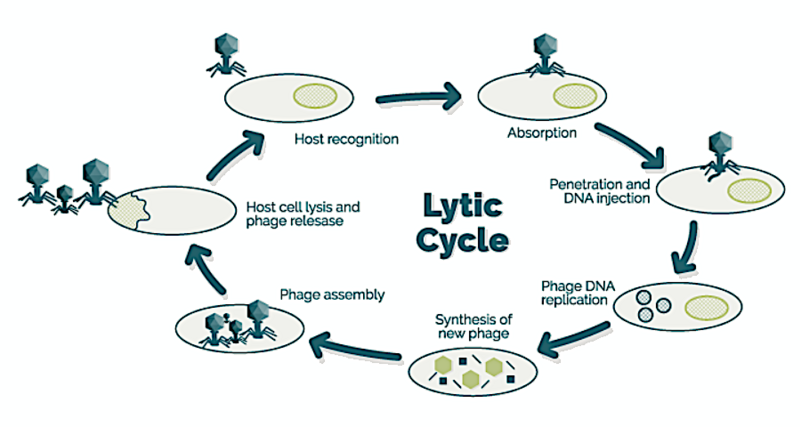 File:Lytic cycle.png