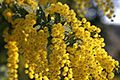 Cootamundra wattle (Acacia baileyana)