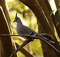 A male Crested Pigeon