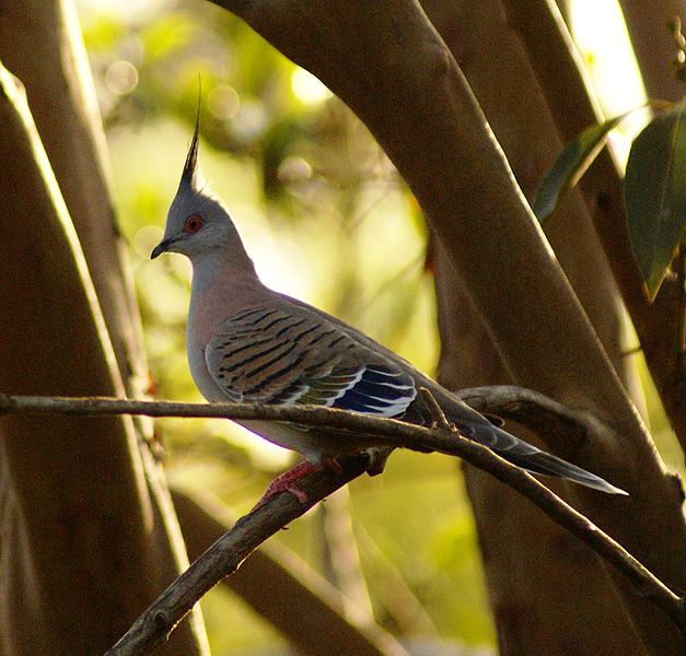 File:Male Crested Pigeon.JPG