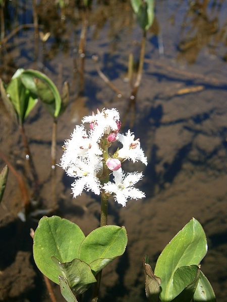 File:Menyanthes trifoliata 01.JPG