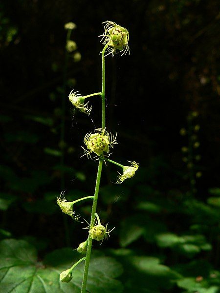 File:Mitella caulescens 10398.JPG