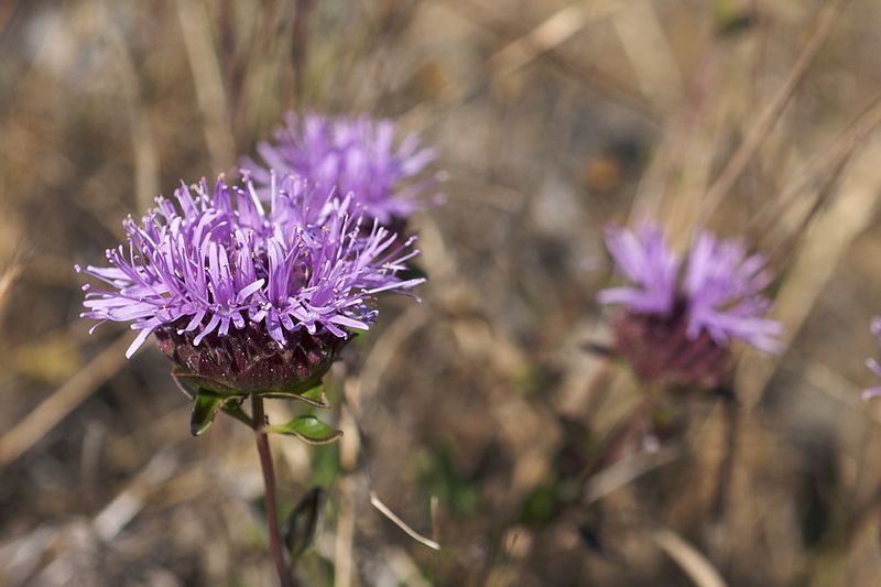 File:Monardella purpurea.jpg