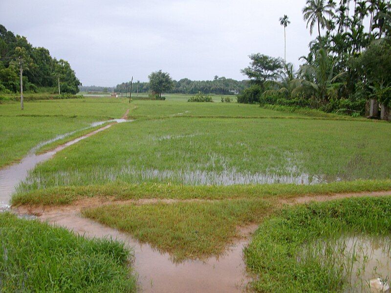 File:Nabeel koottanad 2.jpg