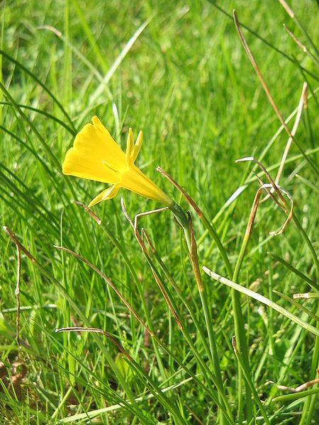 File:Narcissus bulbocodium close-up3.jpg