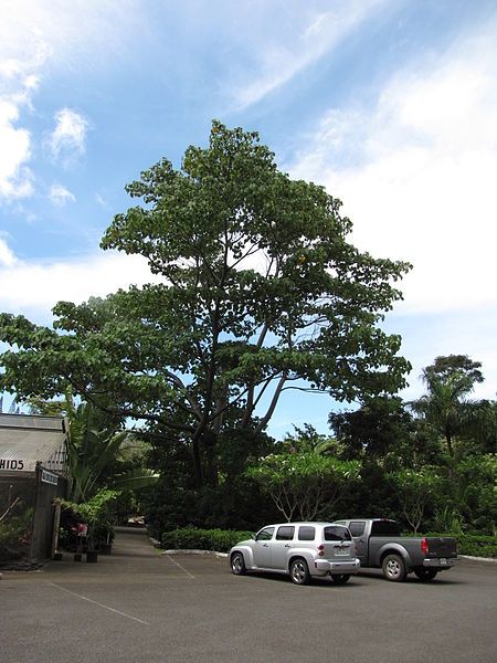 File:Ochroma pyramidale Maui.jpg