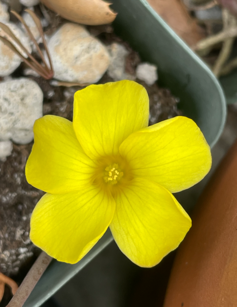 File:Oxalis Flava Flowers.png