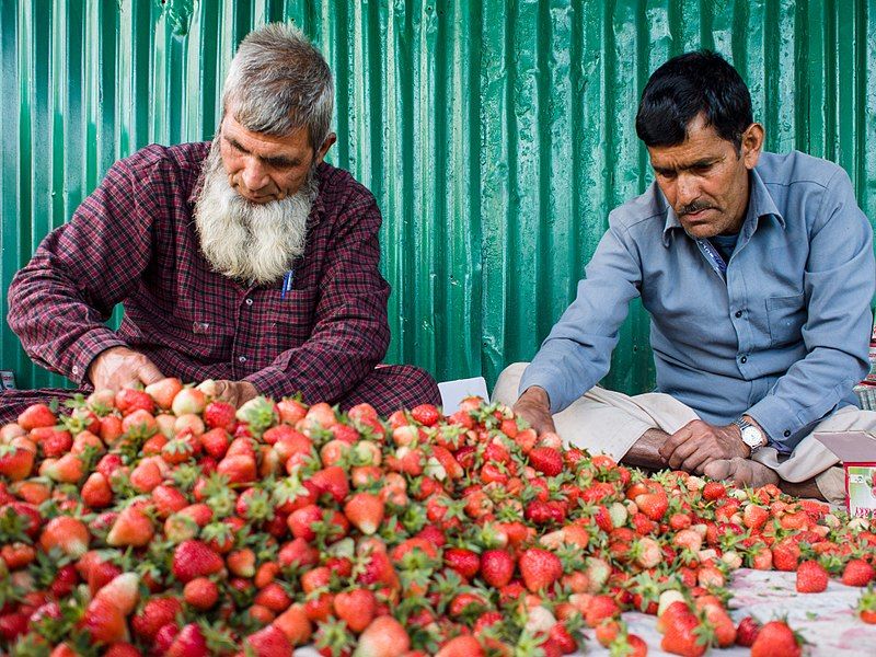 File:Packing Strawberries (14574895731).jpg