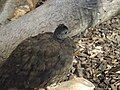 Female at Jerusalem Biblical Zoo