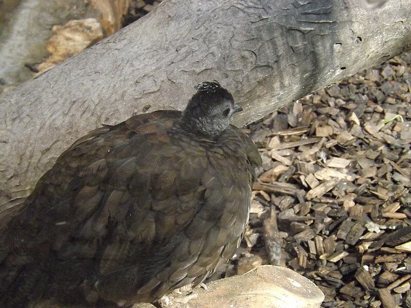 File:Palawan Peacock-Pheasant female.jpg