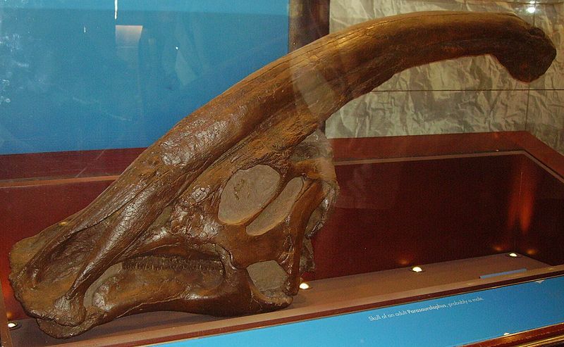 File:Parasaurolophus skull NHM.jpg