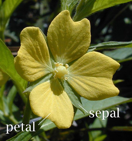 File:Petal-sepal.jpg