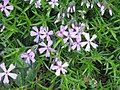 Phlox subulata