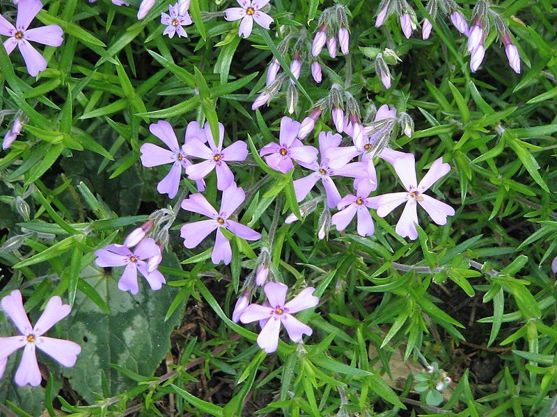 File:Phlox subulata001.jpg