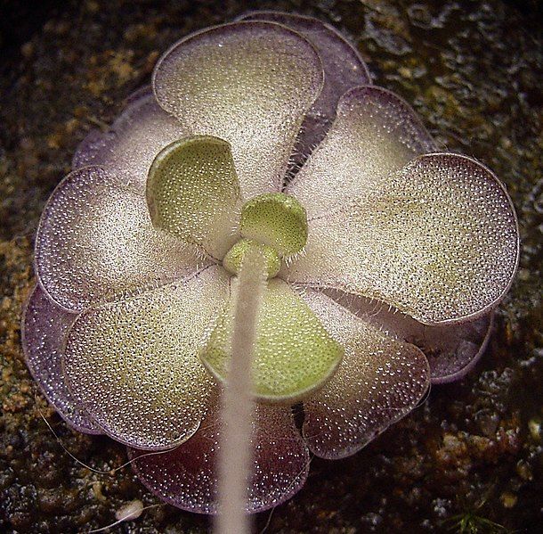 File:Pinguicula cyclosecta summer.jpg