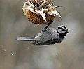 On a sunflower seedhead this time