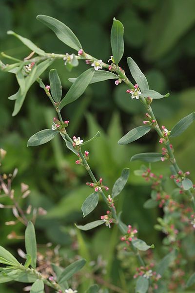 File:Polygonum aviculare 4.JPG