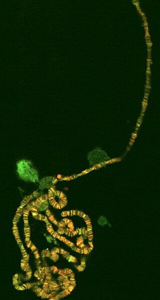 File:Polyten chromosome.jpg