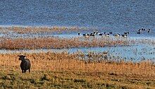 Black sheep and flock ofBranta leucopsis.A flock feeding at Puise, Estonia