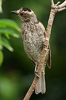 Regent Bowerbird, female