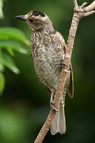 File:Regent Bowerbird female.jpg