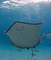 The underside of a southern stingray along with a few yellowtail snapper (Ocyurus chrysurus).